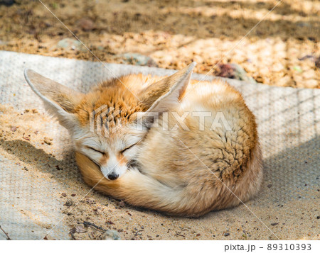 お昼寝タイムのかわいいフェネック 89310393