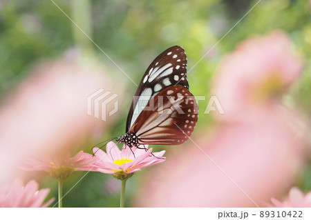 アサギマダラ 89310422