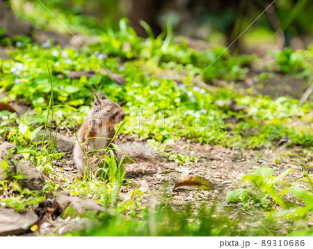 春になって活発なかわいいリス 春になって活発なかわいいリス 89310686