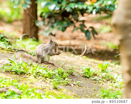春になって活発なかわいいリス　クルミをくわえる 89310687