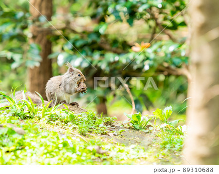 春になって活発なかわいいリス　クルミをくわえる 89310688