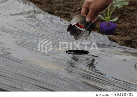 種なしスイカ苗定植作業 種なしスイカ苗定植作業 89310709