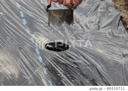 種なしスイカ苗定植作業 種なしスイカ苗定植作業 89310711