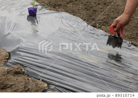 種なしスイカ苗定植作業 種なしスイカ苗定植作業 89310714