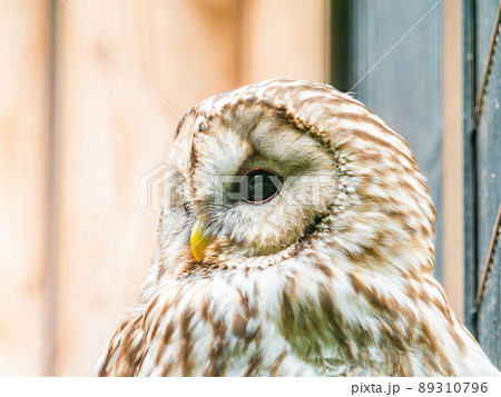 どこかユーモラスなかわいいフクロウ どこかユーモラスなかわいいフクロウ 89310796