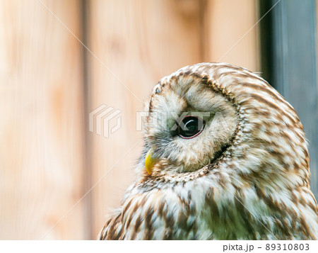 どこかユーモラスなかわいいフクロウ どこかユーモラスなかわいいフクロウ 89310803