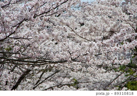 うららかな春の日差しが心地よい青空に映える満開の桜 うららかな春の日差しが心地よい青空に映える満開の桜 89310818