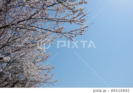 うららかな春の日差しが心地よい青空に映える満開の桜 89310892
