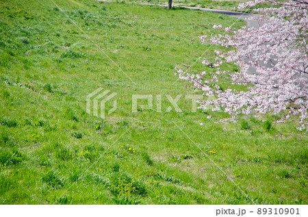 うららかな春の日差しが心地よい青空に映える満開の桜 89310901