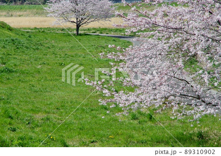 うららかな春の日差しが心地よい青空に映える満開の桜 89310902