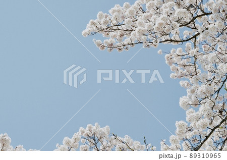 うららかな春の日差しが心地よい青空に映える満開の桜 89310965