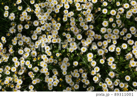 Annual Daisies (Bellis Annua) In A Meadow 89311001
