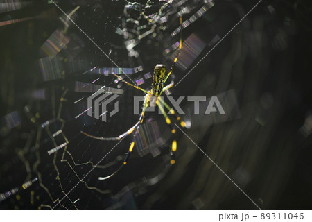 蜘蛛の巣 蜘蛛の巣 89311046