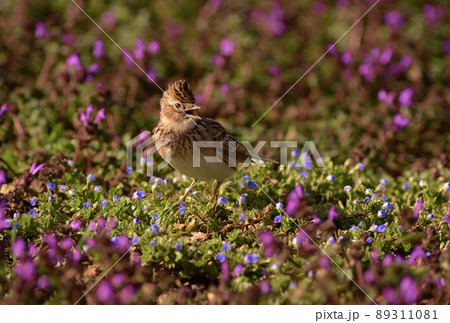 ヒバリ日本の野鳥 89311081