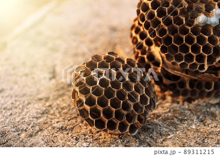 Hornet hive with empty honeycombs close up Hornet hive with empty honeycombs close up 89311215