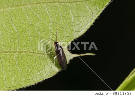 生き物　昆虫　キアシクロホソカスミカメ、四月下旬の雑木林で。春から初夏にかけて現れます 89311352