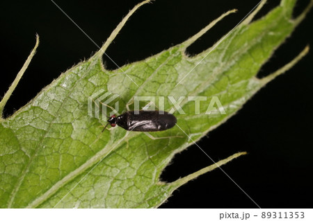 生き物 昆虫 キアシクロホソカスミカメ、クヌギやコナラなどで見られます。ふっくらした体形はメスかな? 生き物 昆虫 キアシクロホソカスミカメ、クヌギやコナラなどで見られます。ふっくらした体形はメスかな? 89311353
