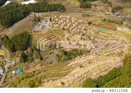 竹田市のしだれ桜の里の空撮 89311508