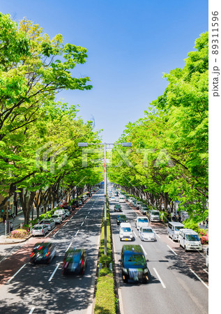 東京 新緑の表参道 縦構図 東京 新緑の表参道 縦構図 89311596