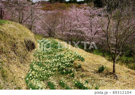 竹田市のしだれ桜の里の桜並木とスイセン畑 89312104