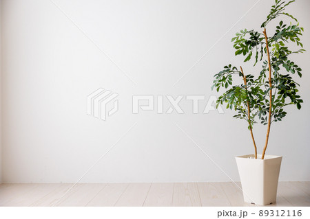 さわやかなイメージの観葉植物と白壁 89312116