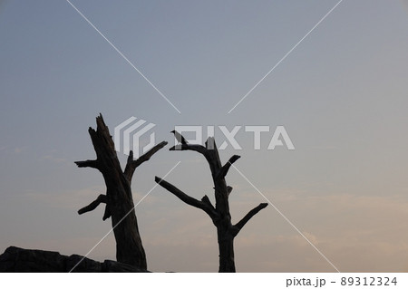 夕暮れ時に木にとまるカラスのシルエット 89312324