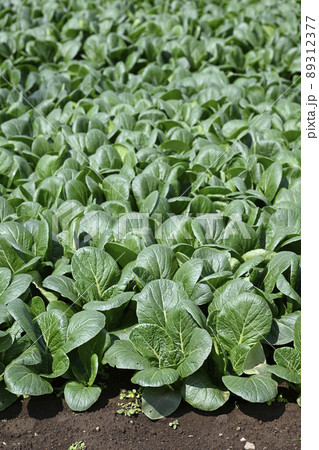 畑(小松菜) 畑(小松菜) 89312377