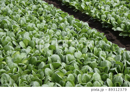 畑（小松菜） 89312379