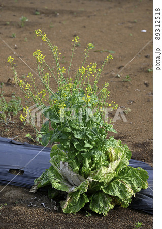 キャベツ畑(収穫後) キャベツ畑(収穫後) 89312518