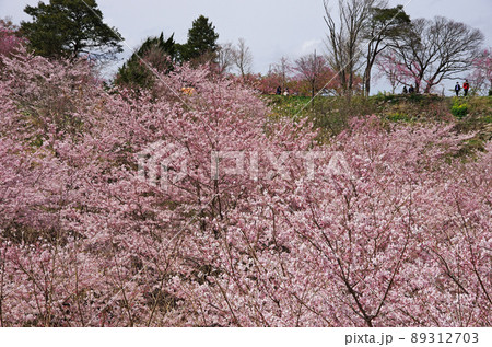 竹田市のしだれ桜の里の満開の桜並木 竹田市のしだれ桜の里の満開の桜並木 89312703