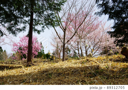 しだれ桜の里の桜植樹の山並み 89312705