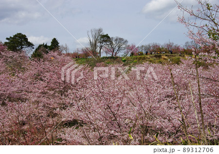 しだれ桜の里の満開の桜並木 しだれ桜の里の満開の桜並木 89312706