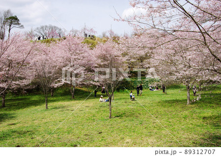 竹田市のしだれ桜の里の満開の桜並木 89312707