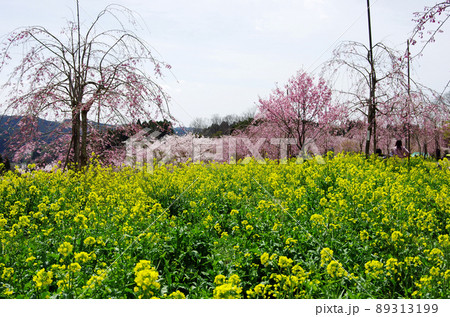 しだれ桜の里の満開の桜と菜の花畑 89313199