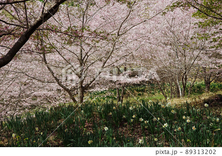 しだれ桜の里の満開の桜とスイセンの花 89313202