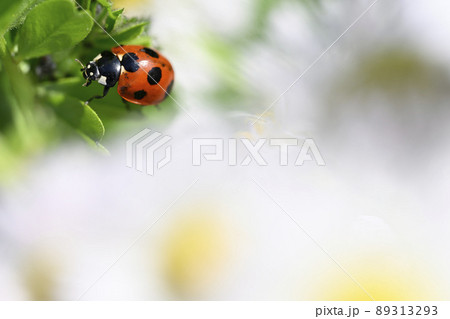 テントウムシ 89313293
