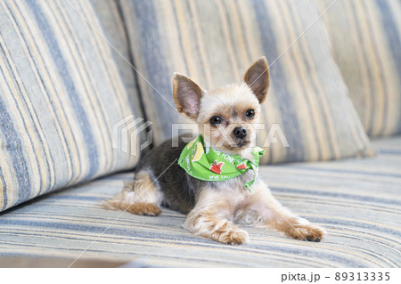 ソファーにのったヨークシャテリアのぽん太 89313335