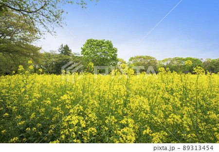 菜の花　春　花　新緑　菜の花畑　花畑　菜花畑　春イメージ 89313454