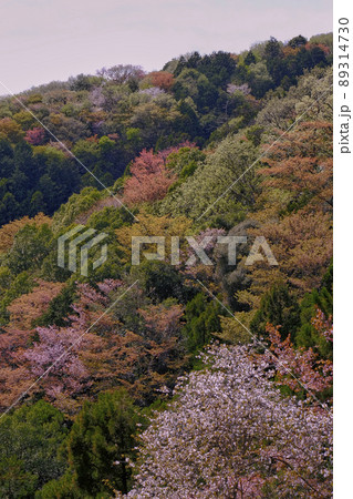 コントラストが鮮やかな山桜の空撮 89314730