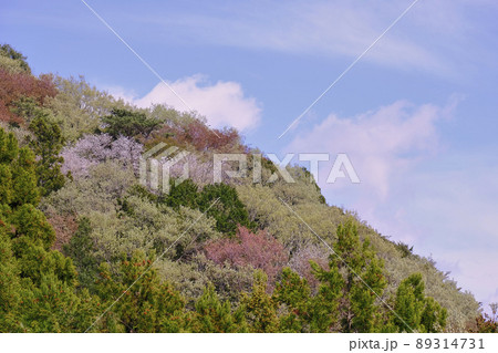 コントラストが鮮やかな山桜の空撮 89314731