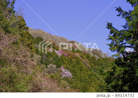 コントラストが鮮やかな山桜の空撮 89314732