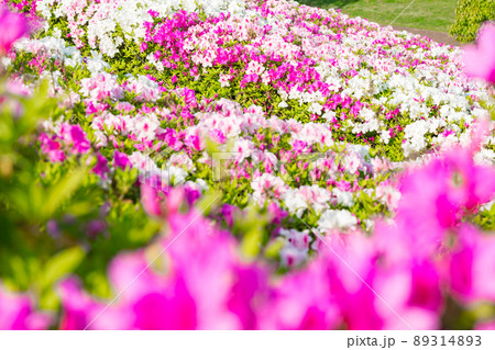 満開のツツジ(四月) 満開のツツジ(四月) 89314893