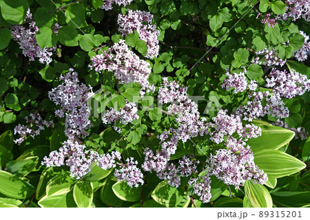 姫ライラック 89315201