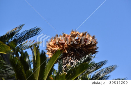ソテツの実 89315209