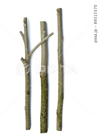 酔芙蓉 挿し木で増やす ( fix撮影 ) 酔芙蓉 挿し木で増やす ( fix撮影 ) 89315370