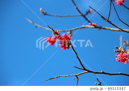 桜 さくら サクラ 89315387