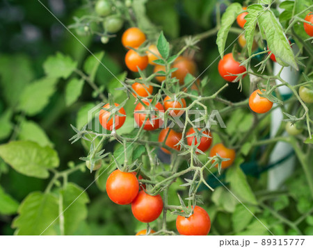 Close up of cherry tomatoes growing in a vegetable garden 89315777