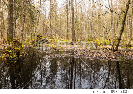 Swamp in the forest. The forest flooded with water 89315885