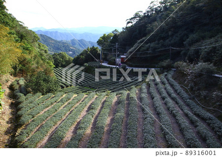 茶畑 紅茶農園 茶園 89316001
