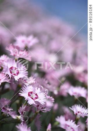 ディアンツス・グラチアノポリタヌス 89316164